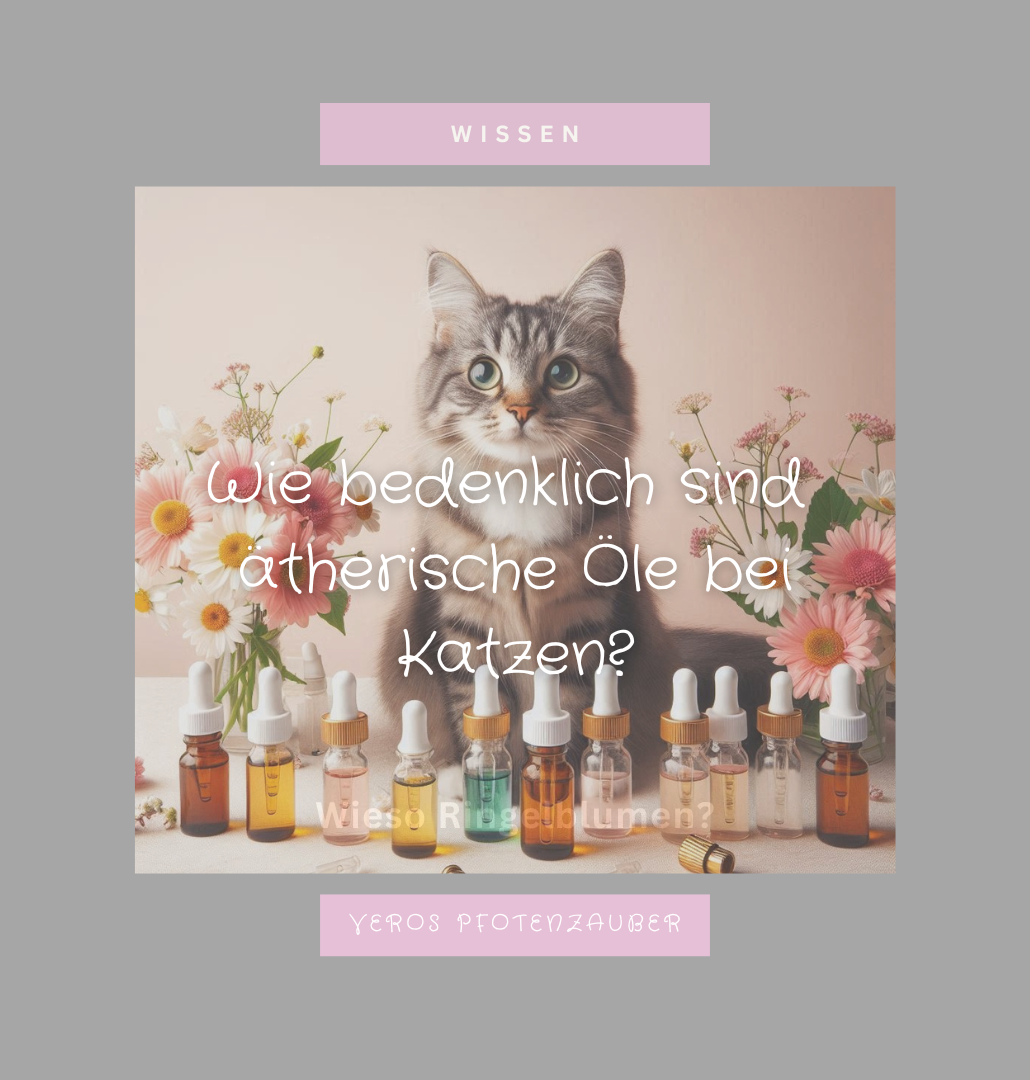 Ätherische Öle und Katzen: Gefahren im Überblick