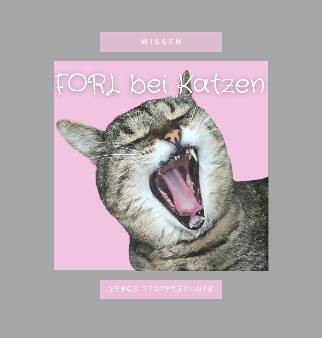 Hat meine Katze FORL