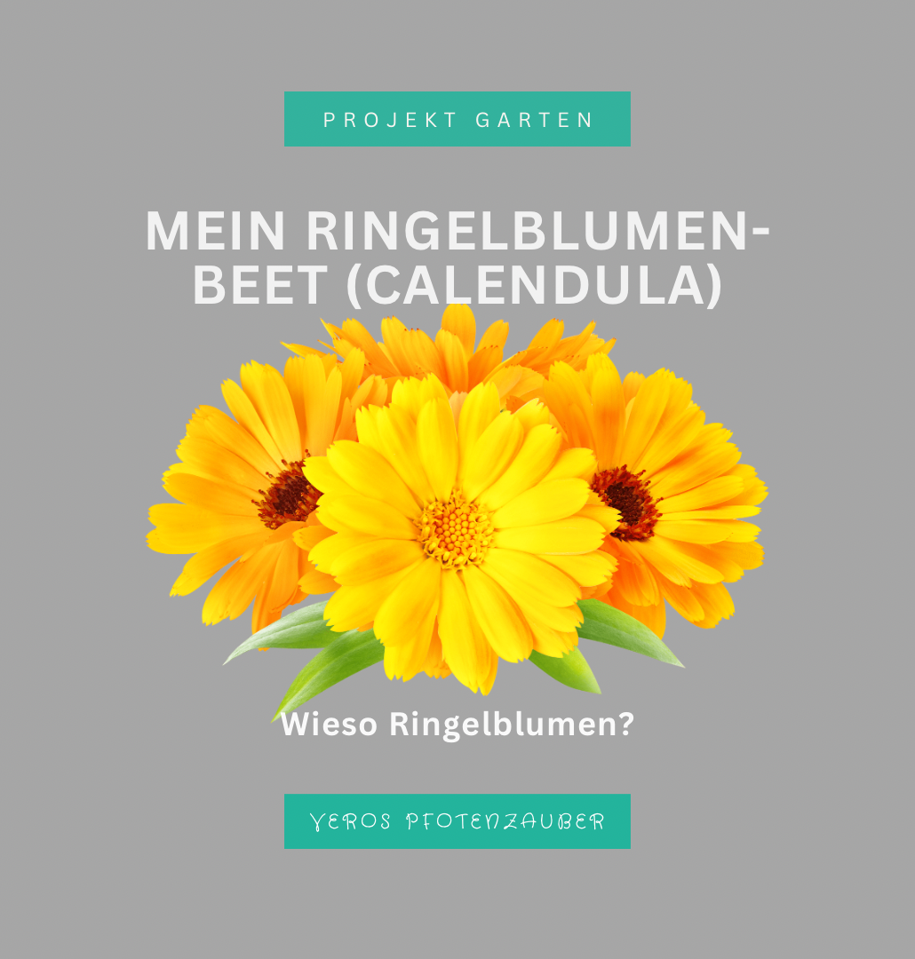 Ringelblumen und ihre natürliche Heilwirkung